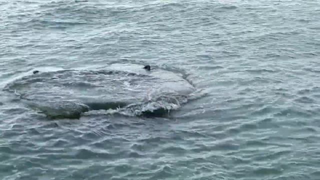 Адлер, пляж Коралл, 21 марта 2019 г. ,в 9-20 утра. смотреть онлайн