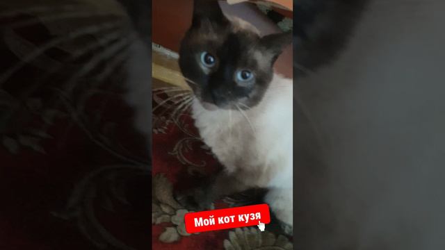 Мой кот кузя смотреть онлайн