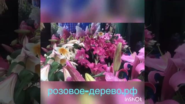 Лилия биг бразер смотреть онлайн