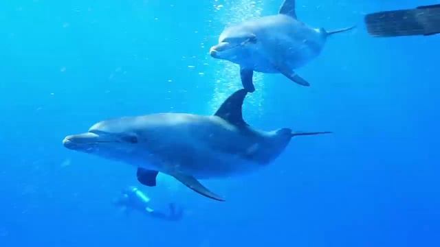 The Best Relax Music And Dolphins Aquarium - Sleep Relaxing Music - 2 Hours - HD 1080P