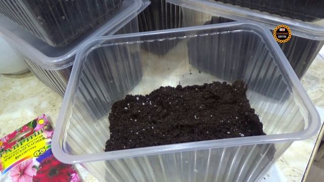 Самый быстрый и простой способ посадки петуний / Семена "Гавриш" / Петуния на рассаду. смотреть онлайн