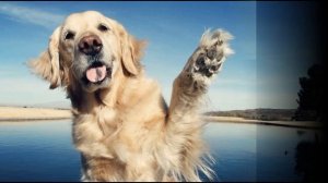 Песенка - Собака бывает кусачей