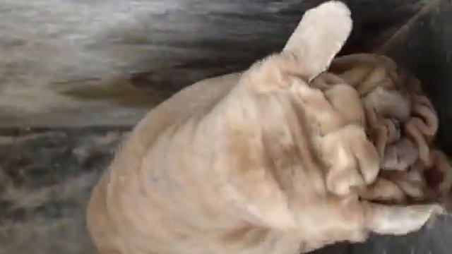CH.CADABOMS GHOST WORLD'S NO.1 NEAPOLITAN MASTIFF top 10 dog most expensive 20 crore dog смотреть онлайн