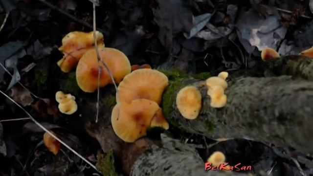 Грибы в январе. Где растут Зимние Опята, Фламмулины. смотреть онлайн