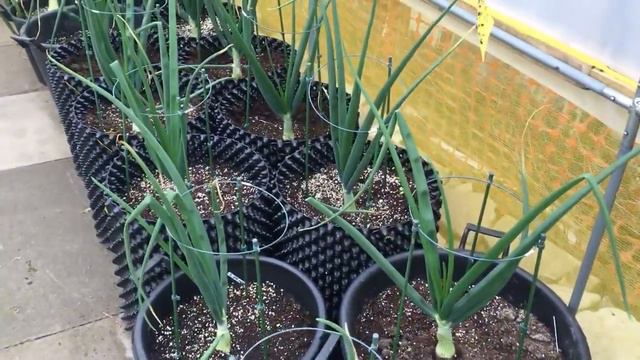 Marks Allotment Diary: Plot Tour End of May. Planting Out and Growing Giant Vegetables смотреть онлайн