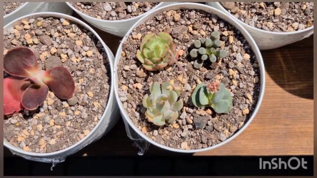 Пересадка эхеверий . Посылка из Украины. Succulent. смотреть онлайн