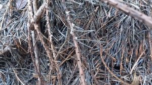 Как самому вырастить микоризу.