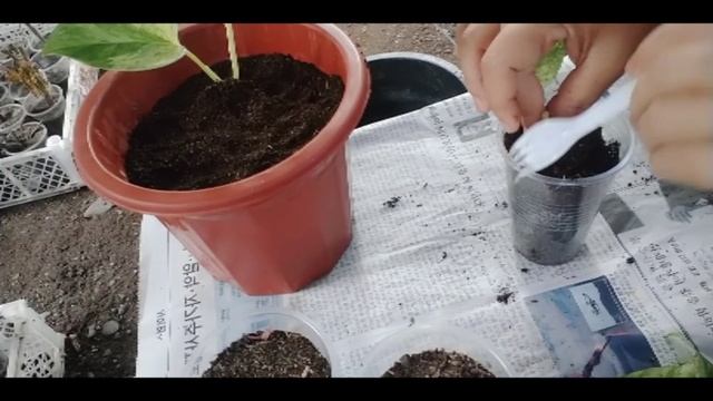HOW TO PROPAGATE QUEEN MARBLE PHOTOS (Epipremnum aureum) смотреть онлайн