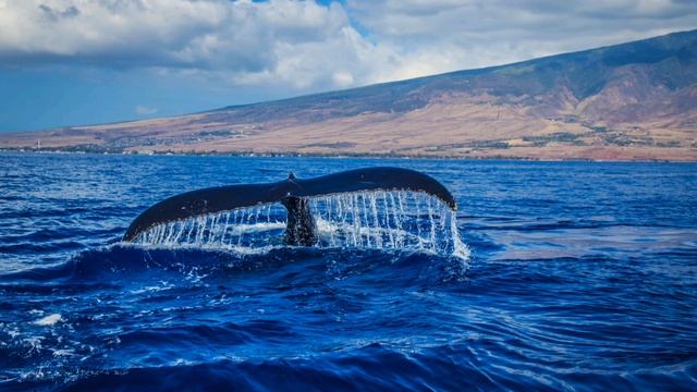 Whale Music For Meditation