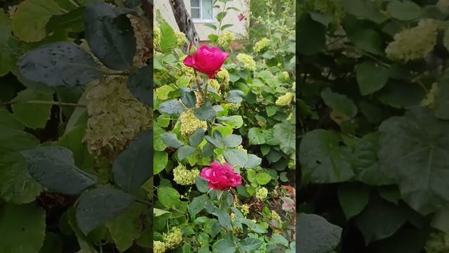 Первогодка после дождя ?️ чайно-гибридная роза Амалия смотреть онлайн