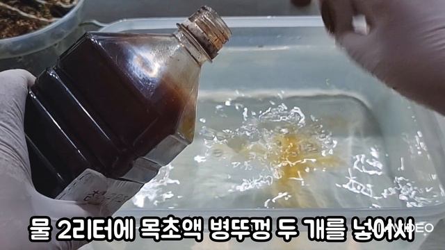 이 물은 여름철 호접란 무름병과 해충 예방에 필수입니다 смотреть онлайн
