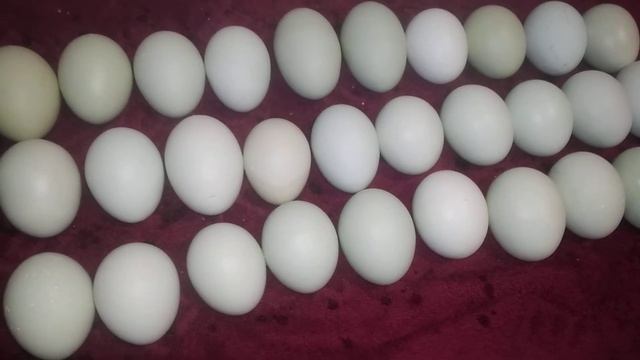 яйцо араукана из генофонда смотреть онлайн