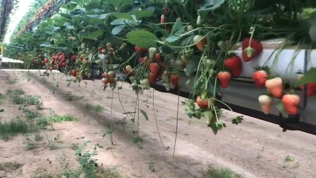 КЛУБНИКА 200 тысяч саженцев на гектар , сбор урожая смотреть онлайн