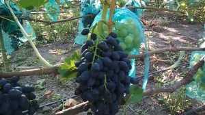 Виноград - Надежда ранняя .