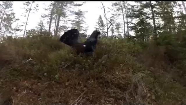Глухарь - Tetrao urogallus.mp4 смотреть онлайн