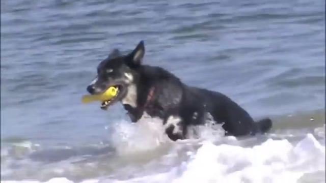 Saint Bernard and Shepherd/Husky Mix on the Beach смотреть онлайн