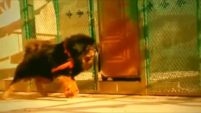 2 million $ DOG - TIBETAN MASTIFF - The original Tibetan Mastiff and USA / EU / Chinese смотреть онлайн