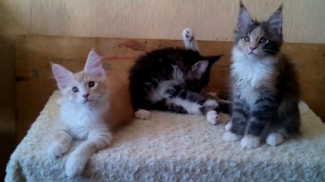 Котята Мейн кун 2,5 месяца смотреть онлайн