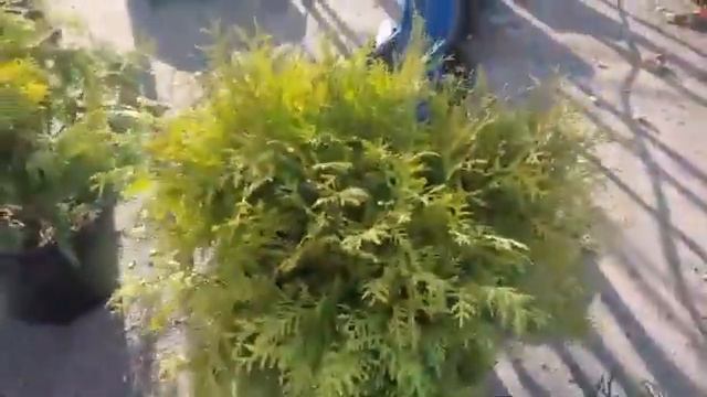 Туї кулясті смотреть онлайн