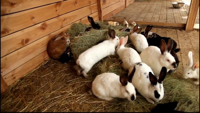 Animal Park Карликовый кролик, морская свинка смотреть онлайн