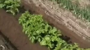 Окучивание.mp4