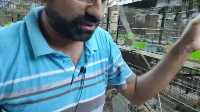 Gray Java Sparrow 30 pairs new Breeding bird aviary смотреть онлайн