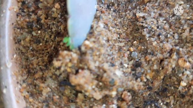 SUCCULENT PROPAGATION BY LEAVES смотреть онлайн