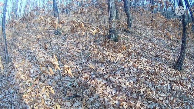 Охота на косулю 2021, добыт самец смотреть онлайн