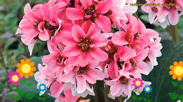 Бадан гибридный Драгонфлай Сакура. Краткий обзор, описание bergenia hybrida Dragonfly Sakura смотреть онлайн