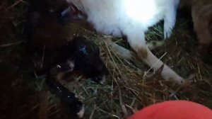 Окот козы. Как рожает коза //  Юлия Артуровна