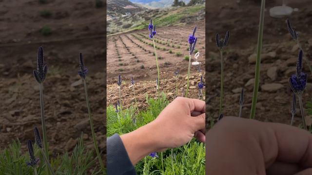 Pinnata Buchii Lavender (fern leaf lavender) | First-Year Farm Journey 🌿✨ | Los Angeles County. смотреть онлайн