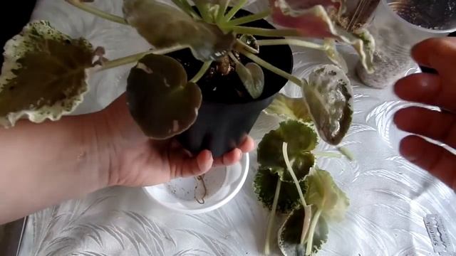 Как укоренять листья фиалки во мхе сфагнуме с вермикулитом(перлитом) в домашних условиях.Часть 1-я смотреть онлайн