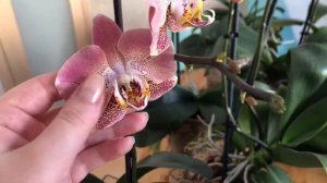КОЛЛЕКЦИЯ ОРХИДЕЙ . НЕЗЕМНАЯ КРАСОТА | Обзор цветущих орхидей| Коллекция орхидей