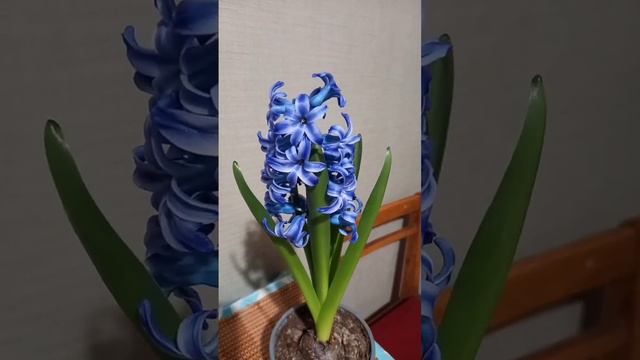 На 8 марта, нам подарили такие цветы. смотреть онлайн