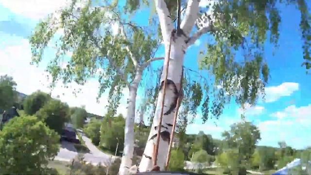 Спил дерева от первого лица вид с высоты Russian Arborist Saws A Tree At A Height
