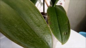 Отеки на листьях орхидей)) Причины появления)) Методы решения проблем)))