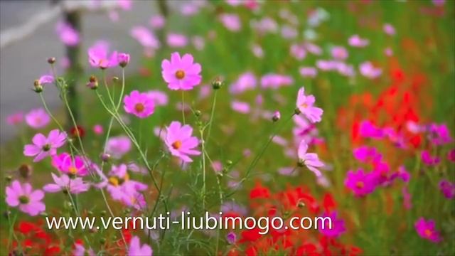 Хочу поздравить всех своих милых подписчиц, слушательниц, подруг и приятельниц с Праздником????? смотреть онлайн