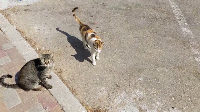 Коты мяукают, орут, меня с собой гулять зовут 😸 Funny feral cats meow eat. Gatos graciosos. 面白い猫 猫 смотреть онлайн