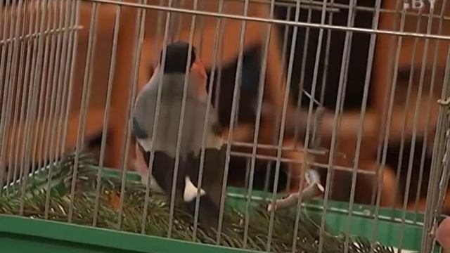 Поможем пернатым зимой! Кормушка для птиц своими руками смотреть онлайн