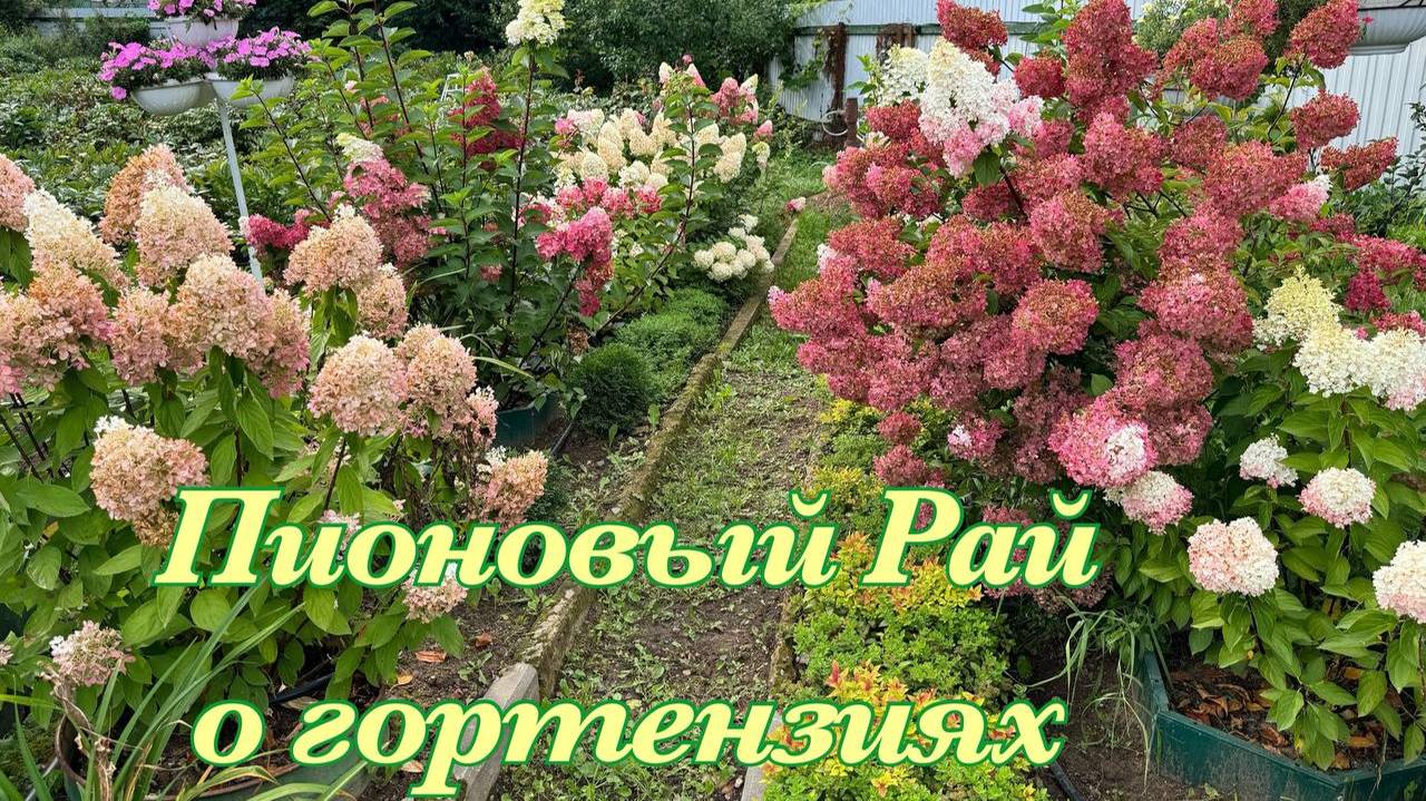 Обрезка метельчатой гортензии - мастер-класс смотреть онлайн