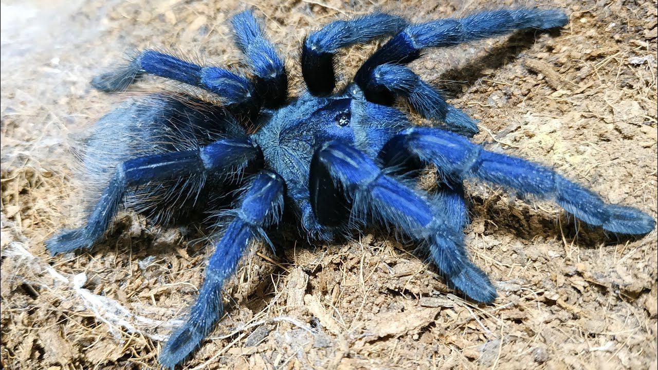 Pterinopelma sazimai. Синий паук птицеед и его кокон смотреть онлайн