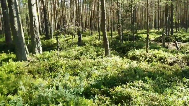 Сбор МОРОШКИ не удался. ОБЩЕНИЕ с природой на "Ура"! Какая лучше ягода и почему. Ответ Кристине. смотреть онлайн