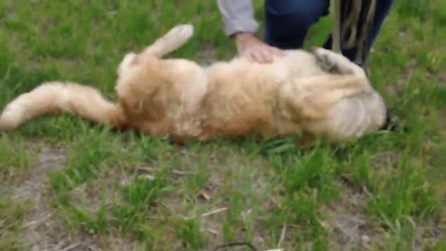 Собака смотреть онлайн