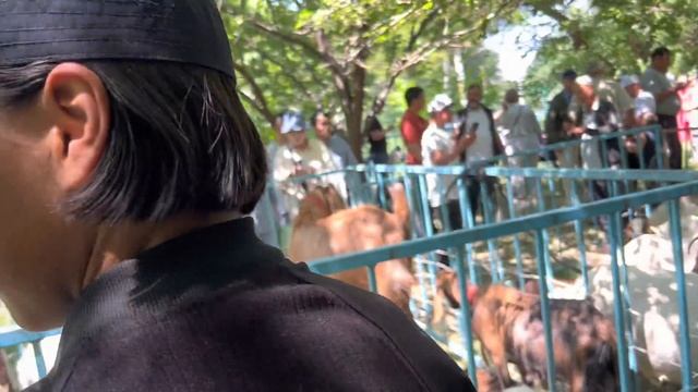 Асыл тукум эчкилердин ярмаркасы. Выставканын астынан смотреть онлайн