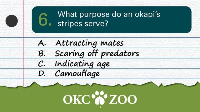 OKC Zoo @ Two: Okapi Zoo IQ смотреть онлайн
