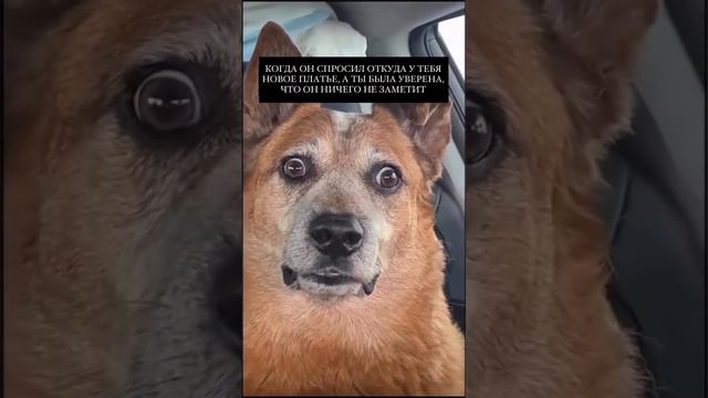 Близится выпускной или важное мероприятие? Pro платье - бренд вечерних платьев на Wb. Подписывайся🤩 смотреть онлайн