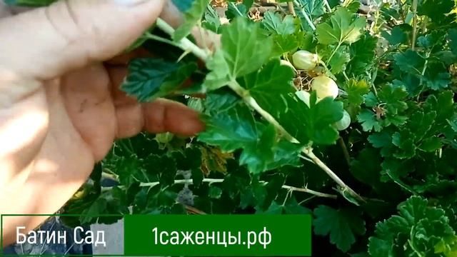 Крыжовник Снежанна смотреть онлайн