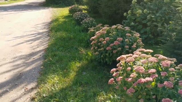 Sumakh is a vinegar tree. Сумах - уксусное дерево. смотреть онлайн