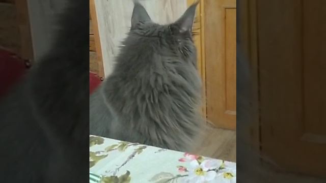 Кошка Мейн Кун слушает новости в телевизоре. Реакция - отпад😂😂😂 смотреть онлайн