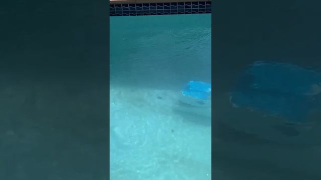 DOLPHIN Proteus DX4 Automatic Robotic Pool Cleaner - Test -Broke With In 30 Mins